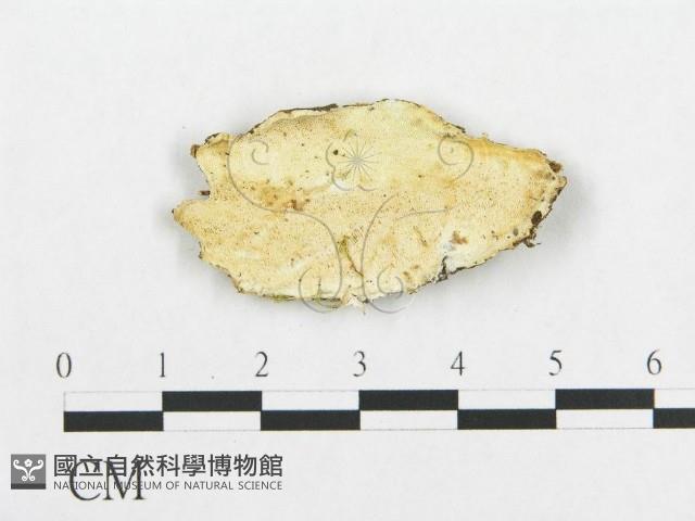 登錄號:F0017305藏品圖，第1張