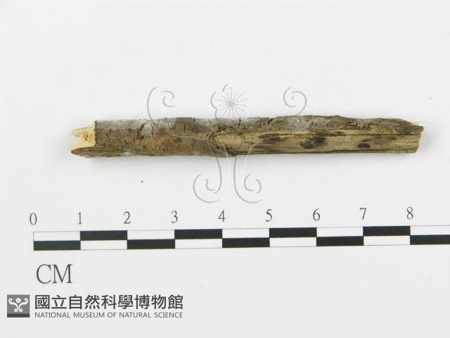 登錄號:F0009305藏品圖，第3張