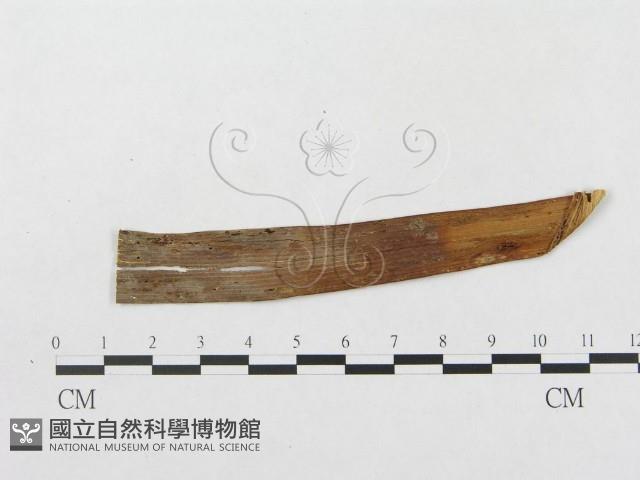 登錄號:F0019305藏品圖，第1張