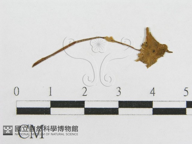 登錄號:F0003305藏品圖，第3張