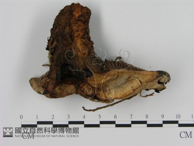 登錄號:F0008215藏品圖，第3張