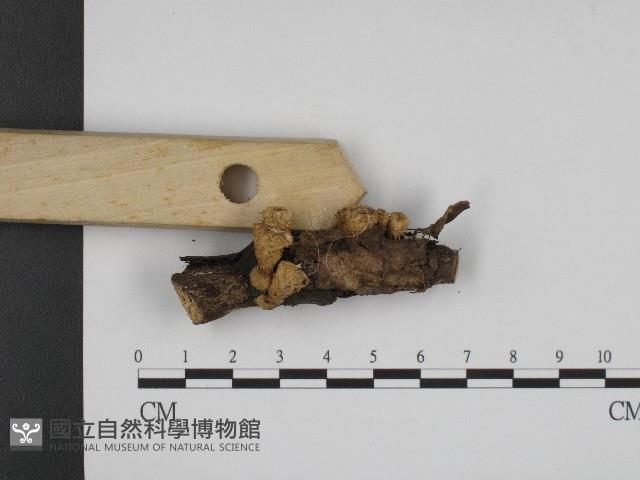 登錄號:F0004215藏品圖，第3張