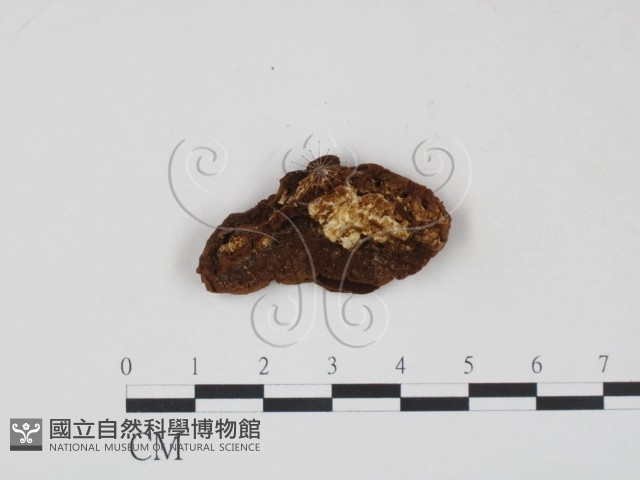 登錄號:F0007215藏品圖，第3張