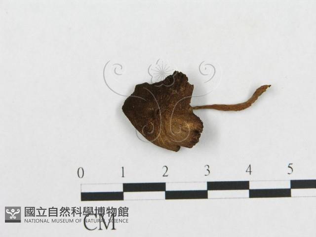 登錄號:F0005215藏品圖，第3張