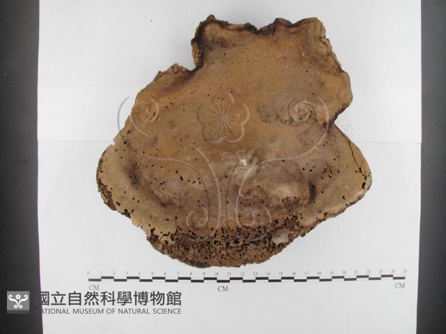 多年臥孔菌屬藏品圖，第3張