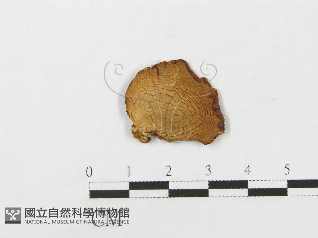 側耳屬藏品圖，第3張