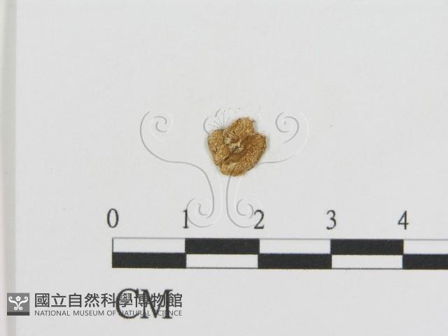 登錄號:F0008415藏品圖，第3張