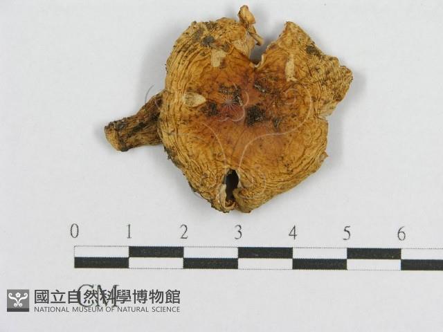 登錄號:F0008515藏品圖，第1張