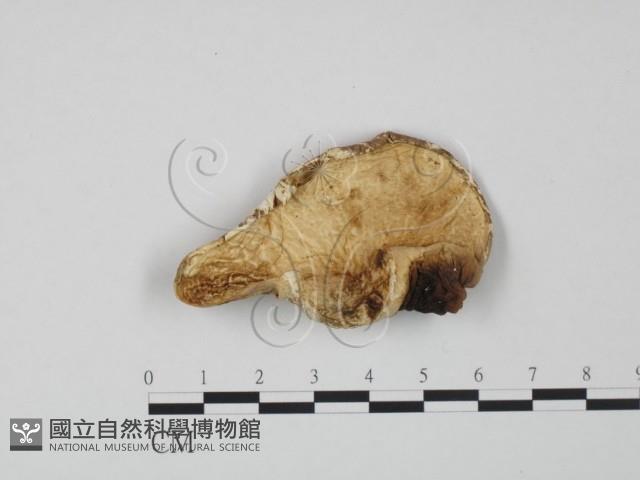 登錄號:F0008115藏品圖，第3張