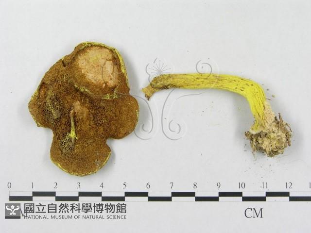 登錄號:F0001115藏品圖，第3張