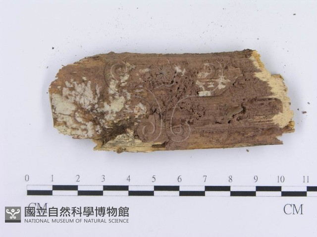 登錄號:F0004115藏品圖，第3張