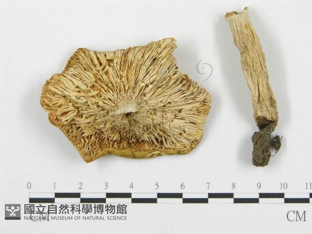 紅菇屬藏品圖，第3張
