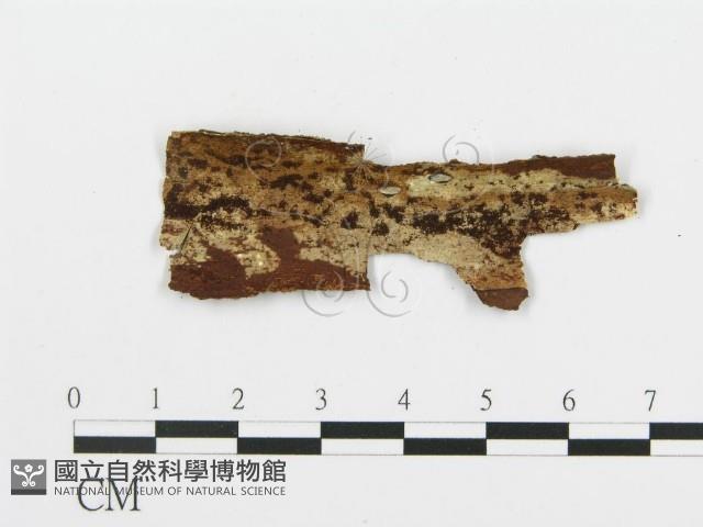 登錄號:F0009115藏品圖，第3張