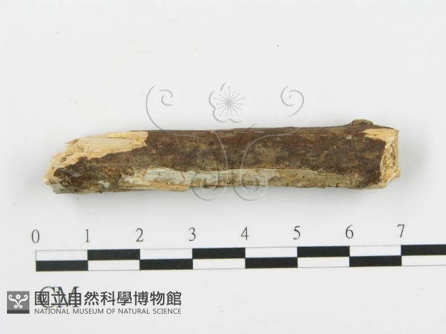 登錄號:F0003115藏品圖，第3張