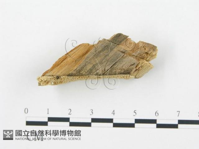 登錄號:F0006015藏品圖，第3張