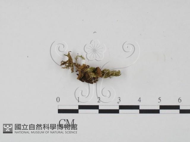登錄號:F0016015藏品圖，第3張