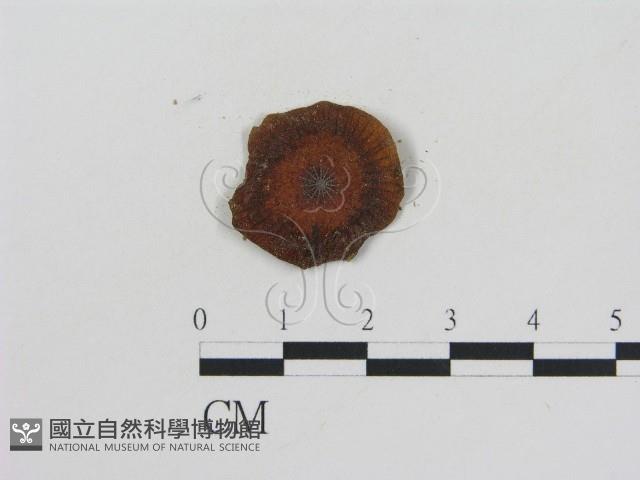 乳菇屬藏品圖，第3張