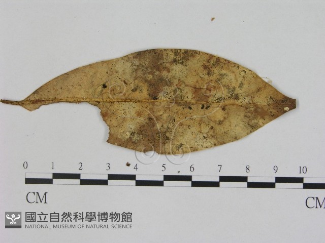 小菇屬藏品圖，第3張