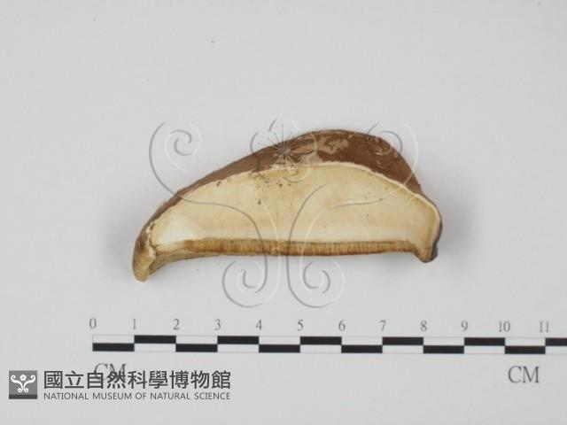 登錄號:F0007015藏品圖，第3張