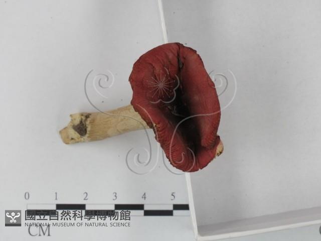 紅菇屬藏品圖，第3張