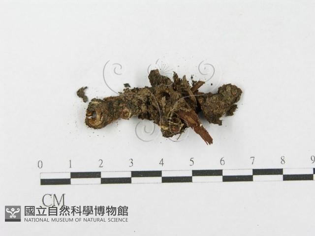 登錄號:F0005015藏品圖，第3張