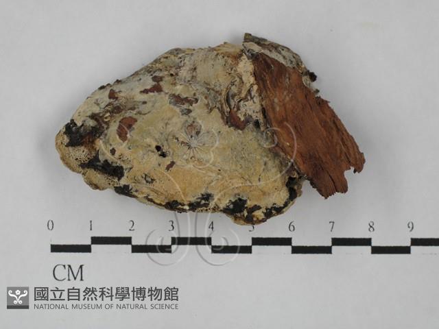 薄孔菌屬藏品圖，第3張