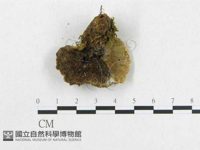 登錄號:F0019015藏品圖，第3張