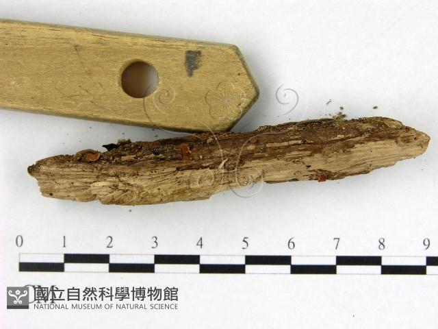 Accession Number:F0005315 Collection Image, Figure 3, Total 3 Figures