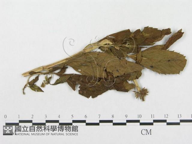 登錄號:F0019315藏品圖，第1張