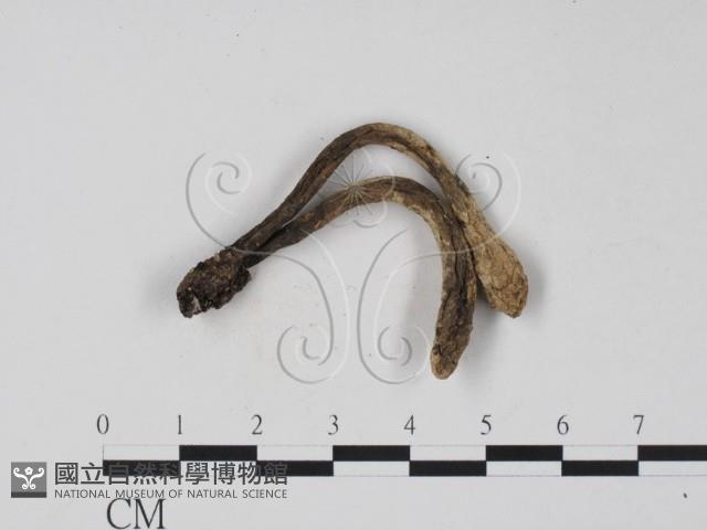 登錄號:F0008295藏品圖，第3張