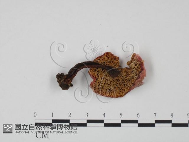 紅菇屬藏品圖，第3張