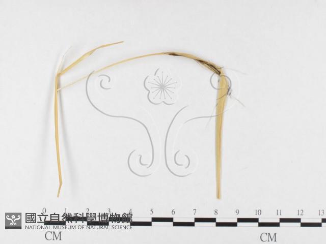 登錄號:F0026295藏品圖，第1張