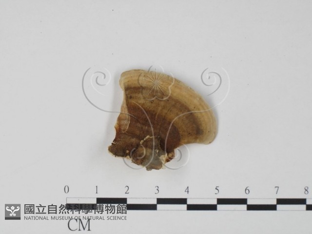 登錄號:F0006295藏品圖，第3張