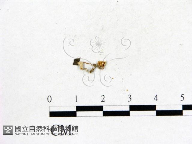 登錄號:F0016295藏品圖，第3張