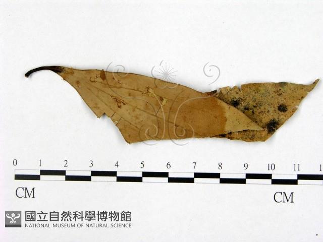 登錄號:F0021295藏品圖，第3張