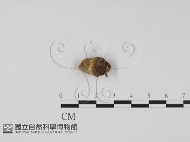 登錄號:F0001295藏品圖，第3張