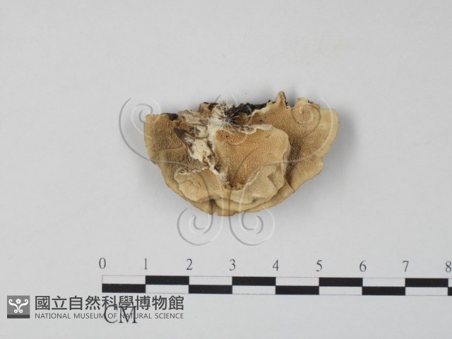 雲芝藏品圖，第3張