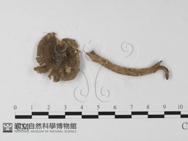 登錄號:F0002295藏品圖，第3張