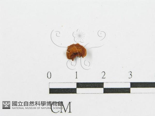 登錄號:F0012295藏品圖，第3張