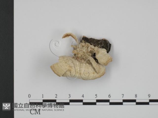 登錄號:F0017295藏品圖，第3張