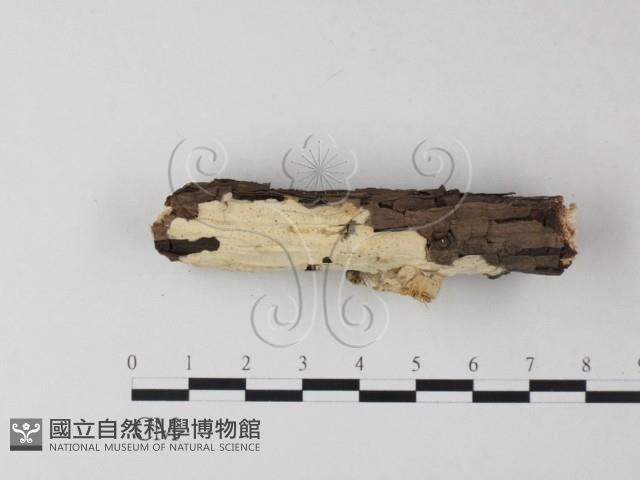 登錄號:F0025295藏品圖，第3張