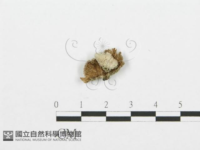 裂褶菌藏品圖，第3張