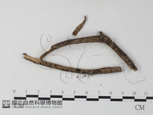 登錄號:F0023295藏品圖，第3張