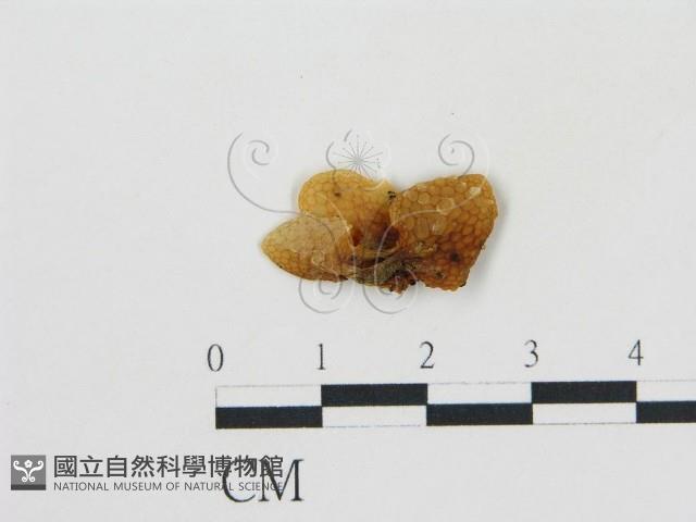登錄號:F0003295藏品圖，第3張