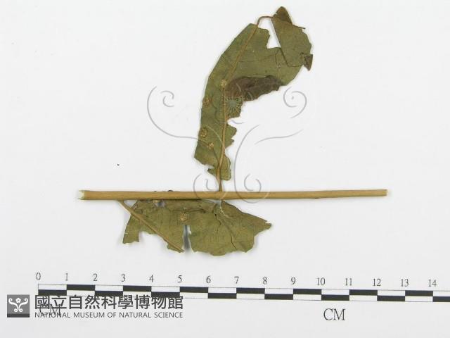 登錄號:F0018895藏品圖，第1張