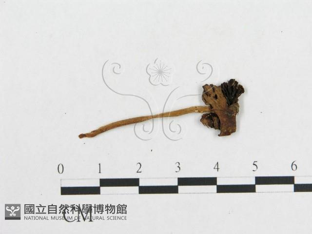 登錄號:F0010895藏品圖，第3張