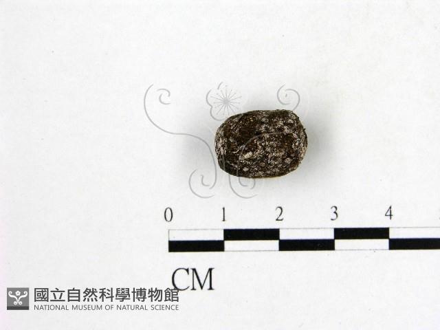 登錄號:F0016895藏品圖，第3張
