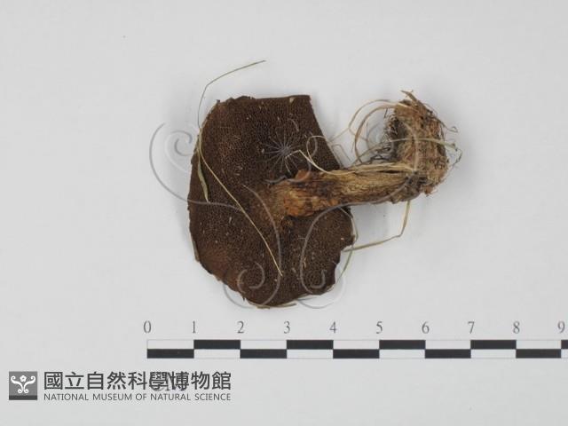 登錄號:F0021895藏品圖，第3張