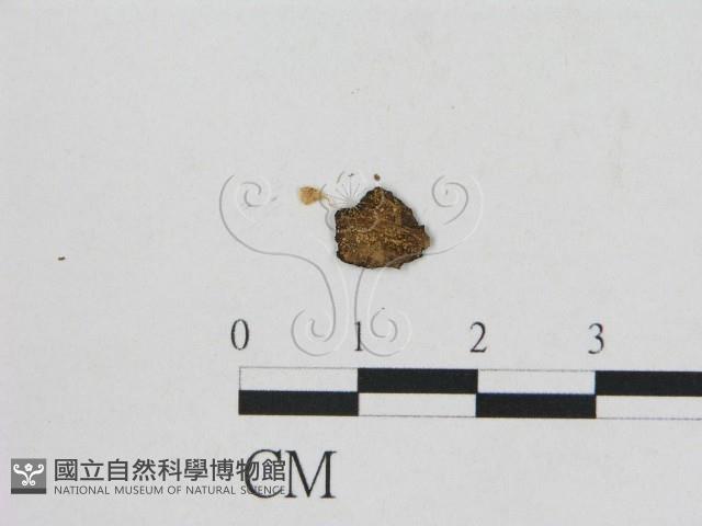 小菇屬藏品圖，第1張