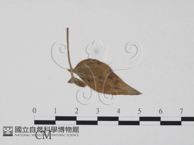 登錄號:F0011895藏品圖，第3張